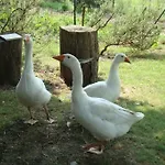 Podere Molino Vakantiehuis *