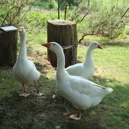 Podere Molino Ferienhaus *